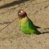 Wild Black-cheeked Lovebird forages on the ground