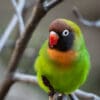 A wild Black-cheeked Lovebird perches on a branch