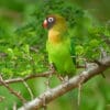 © Nik Borrow CC BY-NC 2.0 via Flickr A wild Black-cheeked Lovebird perches on a spiny branch