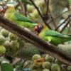 Wild Black-cheeked Lovebirds perch on a limb