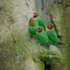Wild Black-cheeked Lovebirds cling to a tree trunk