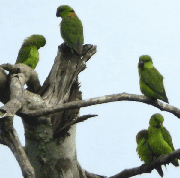 Wild Black-collared Lovebirds perch in a tree