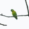 A wild Black-collared Lovebird perches on a branch
