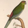 An illustration depicts an extinct Black-fronted Parakeet