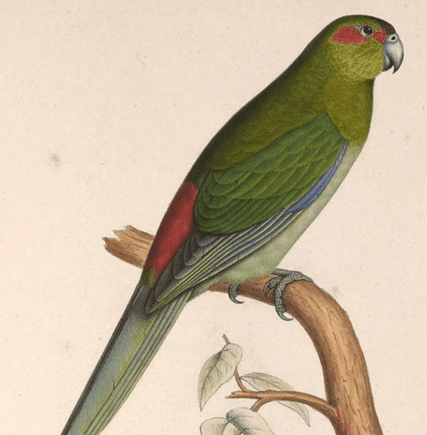 An illustration depicts an extinct Black-fronted Parakeet