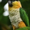A wild Black-headed Parrot perches in a tree