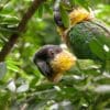 Wild Black-headed Parrots hide in foliage