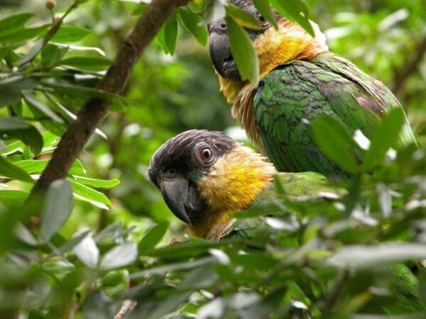 Wild Black-headed Parrots hide in foliage