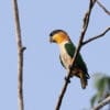 A wild Black-headed Parrot clings to a branch