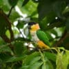 A wild Black-headed Parrot perches in a tree