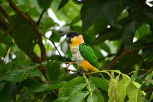 A wild Black-headed Parrot perches in a tree