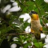 A wild Black-headed Parrot perches on a twig