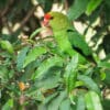 A wild male Black-winged Lovebird perches in a tree