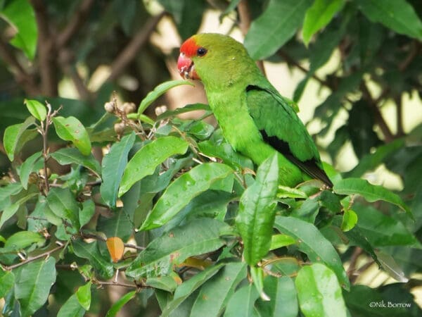 A wild male Black-winged Lovebird perches in a tree