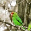 A wild Black-winged Lovebird perches on a branch