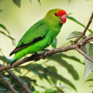 A wild male Black-winged Lovebird perches in a tree