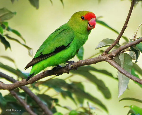 A wild male Black-winged Lovebird perches in a tree