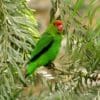 A wild male Black-winged Lovebird perches in a tree