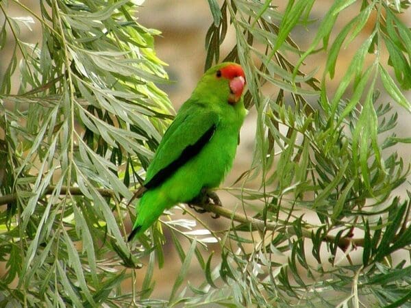 A wild male Black-winged Lovebird perches in a tree