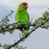 A wild Black-winged Lovebird perches in a tree