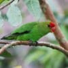 A wild Black-winged Lovebird perches in a tree