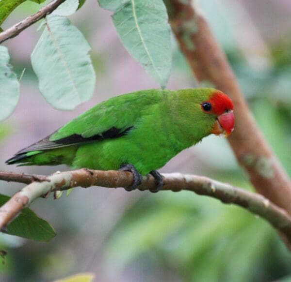 A wild Black-winged Lovebird perches in a tree