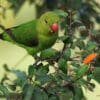 A wild female Black-winged Lovebird perches in a tree