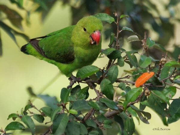 A wild female Black-winged Lovebird perches in a tree