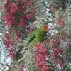 A wild male Black-winged Lovebird perches in a tree