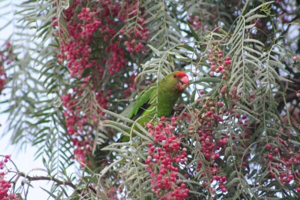 A wild male Black-winged Lovebird perches in a tree