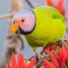 A wild male Blossom-headed Parakeet forages on a flowering tree