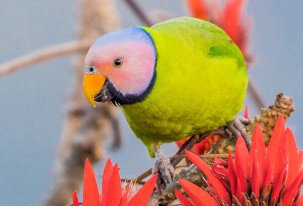 A wild male Blossom-headed Parakeet forages on a flowering tree