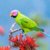 A wild male Blossom-headed Parakeet perches on a flowering tree
