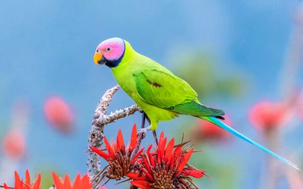 A wild male Blossom-headed Parakeet perches on a flowering tree