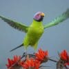A wild male Blossom-headed Parakeet takes flight