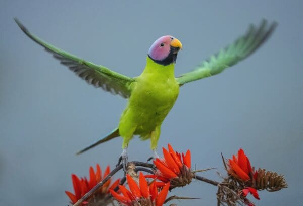 A wild male Blossom-headed Parakeet takes flight