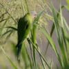 A wild female Blossom-headed Parakeet feeds on grass seeds