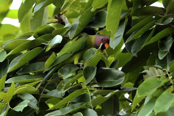 A wild male Blossom-headed Parakeet perches in a leafy tree