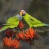 Wild Blossom-headed Parakeets, female left, male right, engage in feeding