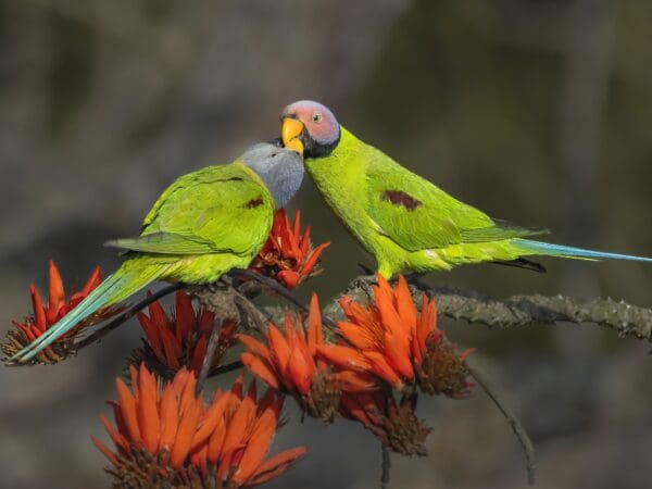 Wild Blossom-headed Parakeets, female left, male right, engage in feeding