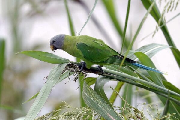 A wild female Blossom-headed Parakeet creeps along a branch