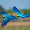 © BirdHunter591 from Getty Images Wild Blue-and-yellow Macaws in flight