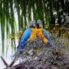© Palácio do Planalto from Brasilia, Brasil, CC BY 2.0 via Wikimedia Commons Wild Blue-and-yellow Macaws perch in a palm