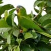 A wild Blue-crowned Conure perches in a leafy tree