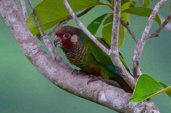 A wild Azuero Conure crouches on a branch