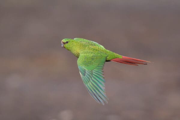 A wild Austral Conure on the wing