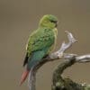 A wild Austral Conure perches on a snag