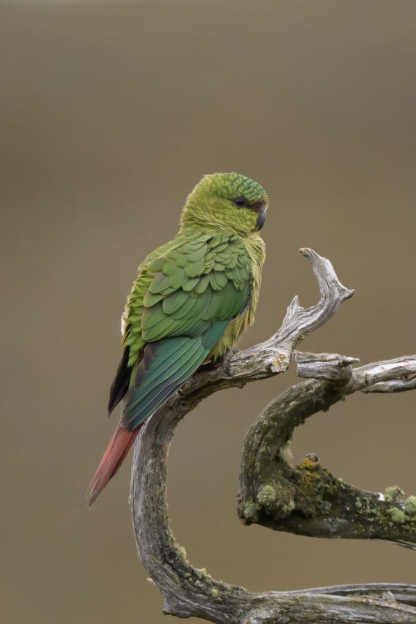 A wild Austral Conure perches on a snag