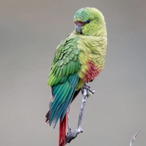 A wild Austral Conure poses