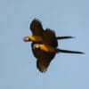 © Corey Raffel Wild Blue-and-yellow Macaws fly in tandem